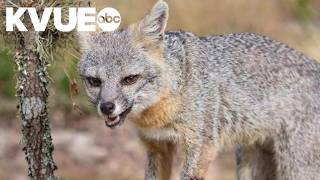 Hays County leaders approve resolution to address rabies outbreak