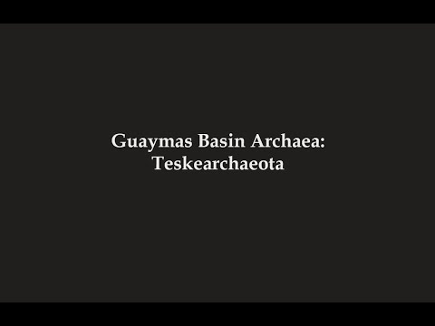 Guaymas Basin Archaea