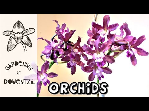 Orchids In Bloom In December