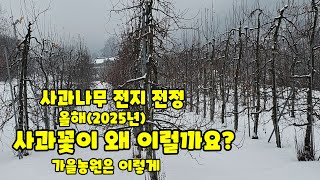 사과나무 전지 전정 가지치기 꽃눈 상태 충북 괴산 가을농원 충북 괴산 청천 사과 증산왕 손홍철 [사과재배방법…