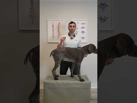 Do Not Pick Your Dog Up Like This