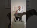 Do Not Pick Your Dog Up Like This