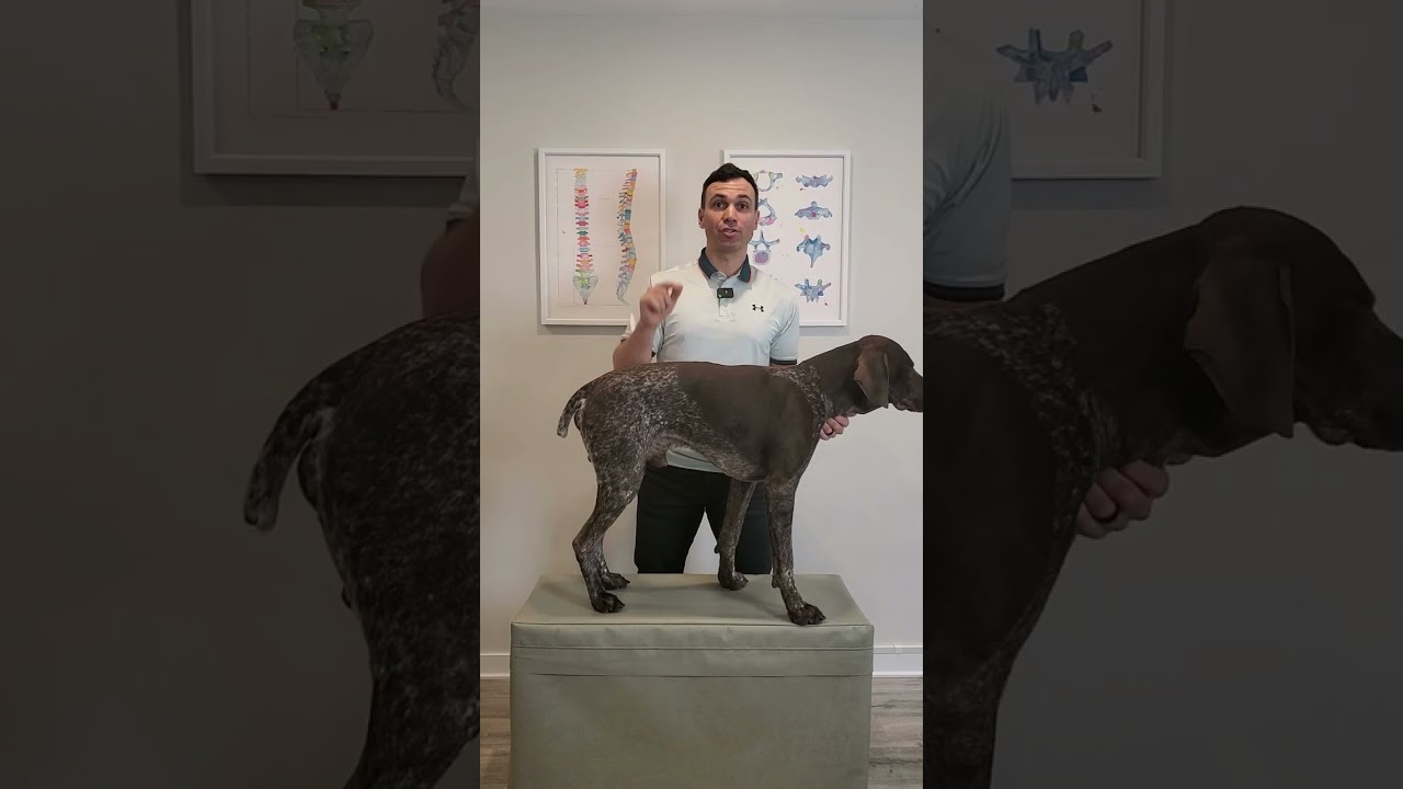 Do Not Pick Your Dog Up Like This