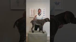 Do Not Pick Your Dog Up Like This