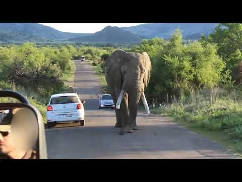 The Elephant Attack (Amarula) !