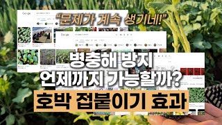 호박 접붙이기 효과 병충해 방지 언제까지 가능할까? #참외접붙이기 #수박접붙이기 #오이접붙이기