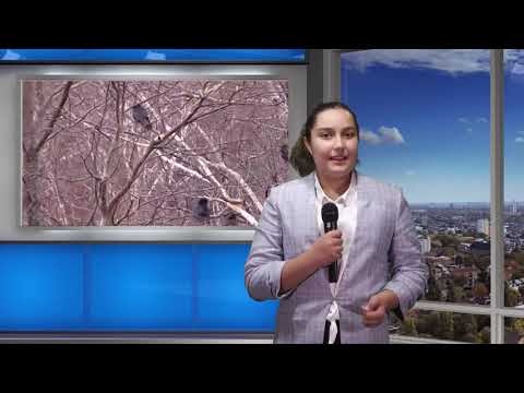 De Facto – Corbul (Ep. 10). Prezentator Elisa Popescu, reporter Claudia Cristea