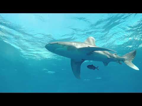 Red Sea Oceanic Whitetips