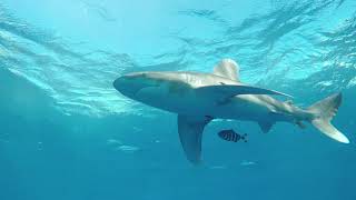 Encounters with Oceanic Whitetips