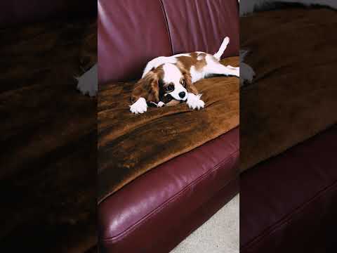 Cavalier King Charles Spaniel Welpe kaufen