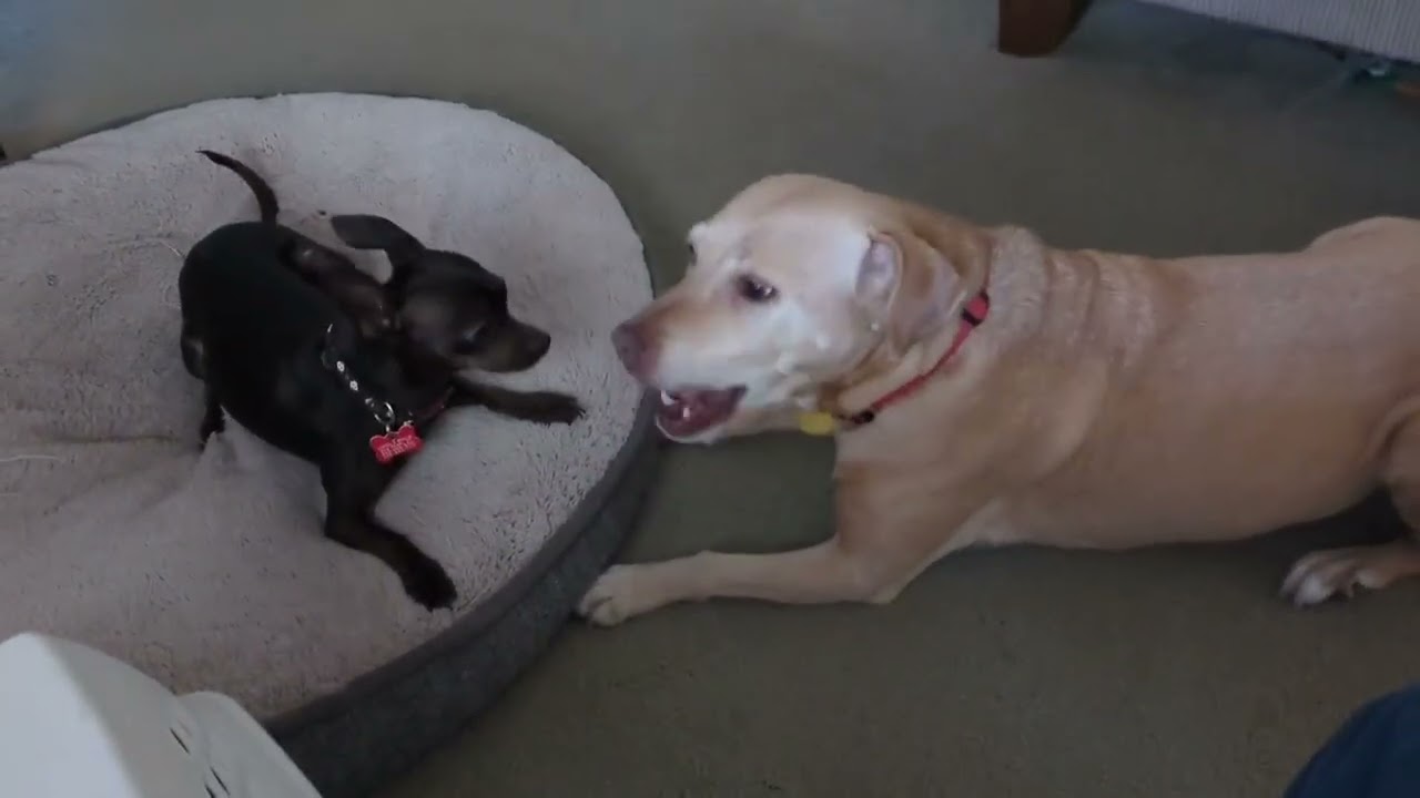 Enlarge Cotton, a ADOPTABLE Chihuahua in Boulder, CO video 2/6