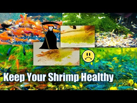 Keeping YOUR Shrimp Healthy - How To Avoid Shrimp Diseases and Parasites