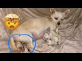 Dog Birth - VERY GRAPHIC! Complicated