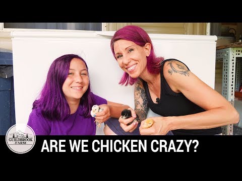 Chicken Crazy! Are We Giving Up On Dorkings? Video
