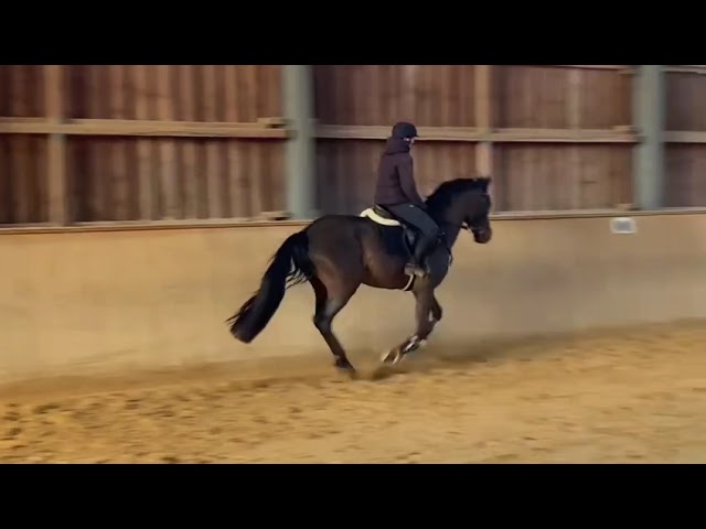 Riding / Jumping movie at home Don Diablo Z.