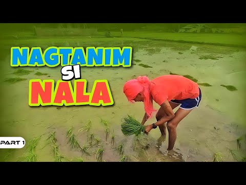 P1- Pagtulong sa Bukid ni Pongloy EP1054