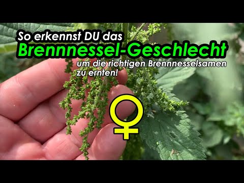 Brennnessel Geschlecht erkennen - SO sammelst DU garantiert die richtigen Samen für DEIN SUPERFOOD