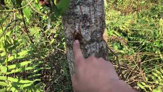 Có Nên Trông Cây Xoan Hay Không ? || Chia Sẻ Kinh Nghiệm 5 Năm