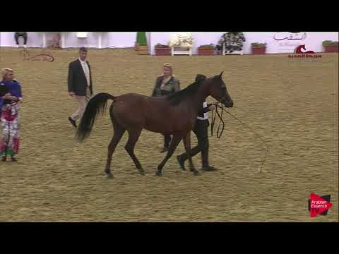 N 122 MAYAR ELMSAREER   2019 Al Shaqab Arabian Horse Show Festival   Mares 4 6  Years Old Class 5A