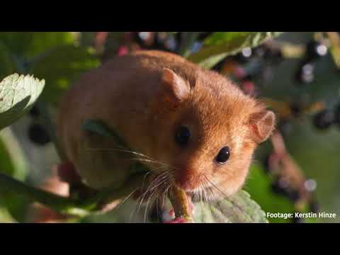 The importance of hedgerows