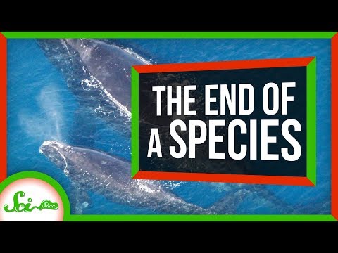 北大西洋セミクジラの終わりの始まり？| サイショウニュース (The Beginning of the End of North Atlantic Right Whales? | SciShow News)