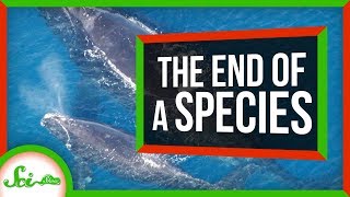The Beginning of the End of North Atlantic Right Whales? | SciShow News
