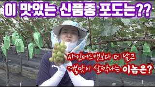 샤인머스캣보다 더 달고 맛있다는 그 포도!! 진실이였다!! 열과 걱정?? 큰 문제 없을 듯!! 샤인머스킷은 …