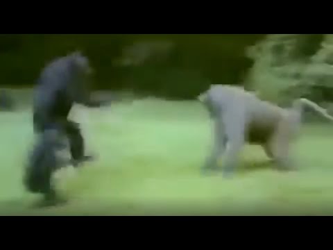 Chimpanzee vs Baboon - Female Chimp Fight Male Baboon At The End