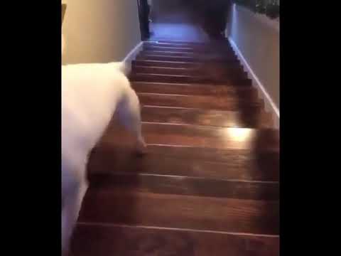 Walter Jumps Down Stairs (FULL VIDEO) #ad