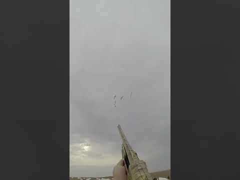 Flock of 4 Snows (CLOSE CALL!)