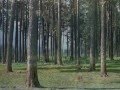 ДЖанымча кёрген -Canımça körgen 