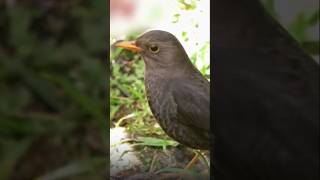 Download lagu anis gading penunjuk jalan😯 mp3 Download lagu anis gading penunjuk jalan😯 mp3