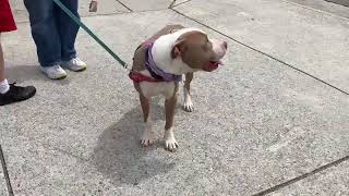 Video preview image #1 American Bulldog-American Staffordshire Terrier Mix Puppy For Sale in Decatur, GA, USA