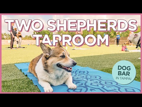 Two Shepherds Taproom - Tampa's Dog Bar and Park + Dog Yoga! (Two Shepherds Taproom - Tampa's Dog Bar and Park + Dog Yoga!)