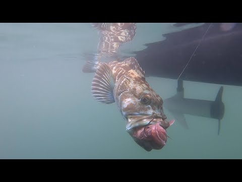 YouTube video about: Where to buy lingcod fish?