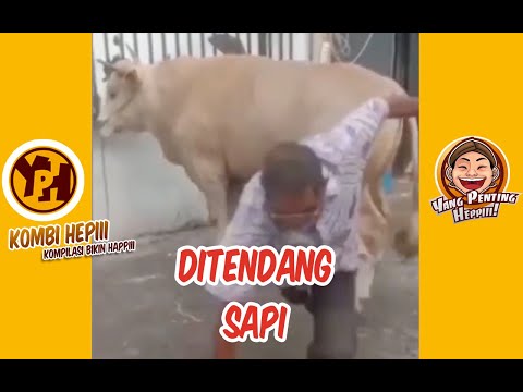 kombi-heppiii-ditendang-sapi