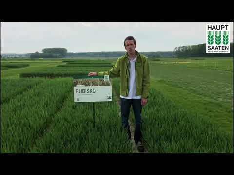 Rubisko Winterweizen | Hauptsaaten