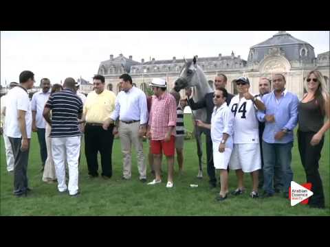 1st Place N.75 E.S. HARIR - Chantilly 2015 AWC - Stallions Championship (Class 16)