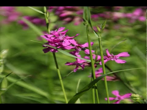 Guds förekommande nåd. Förlorad och återfunnen.
