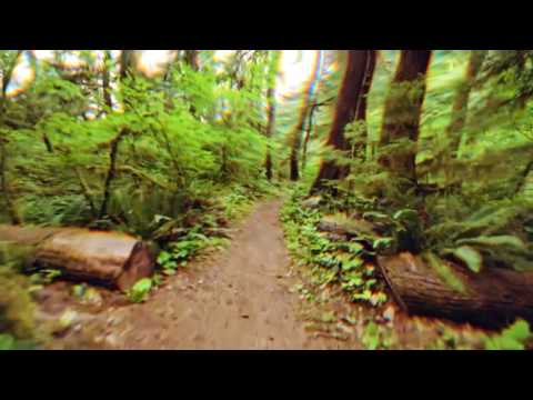 LSD Simulation - Walking Through A Forest (ACCURATE)