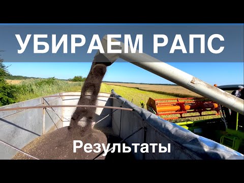 УБОРКА РАПСА | ОТЛИЧНЫЙ УРОЖАЙ 2022. Результаты