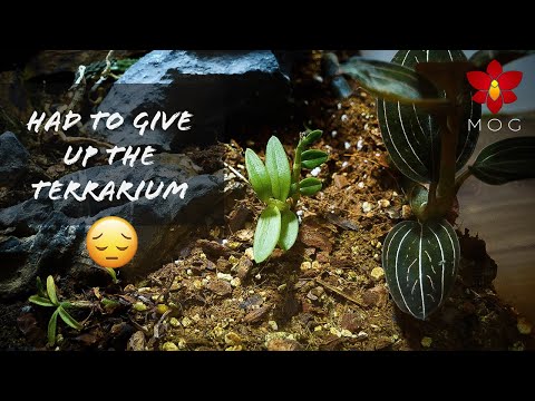 Successful & Failed Orchid Projects - Terrarium, Laelias, coco peat & more!