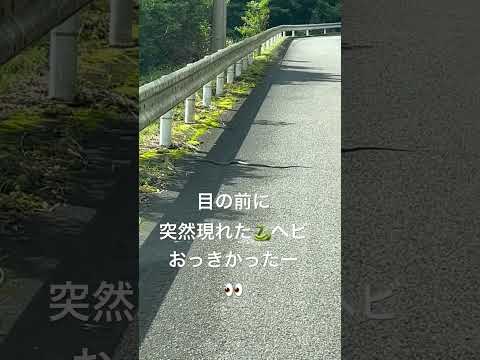 ヘビに対して漂白剤を使用する:「はい」または「いいえ」?  庭園