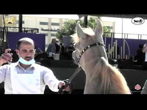 N 3 RODAYNA HELMY   The Egyptian Event Cairo 2021   Yearling Fillies Class 1A