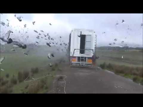 A.C.D.PORTO - OURIQUE M/F Solta Conjunta 18-3-2018 PORTUGAL