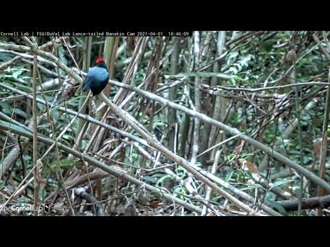 Alpha Male Lance-tailed Manakin Sings & Maintains Display Perch | April 1, 2021 | Cornell Lab