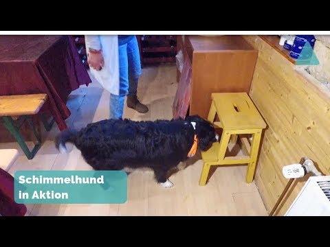 Schimmel entdecken: Schimmelspürhunde - Schnüffelprofis im Einsatz