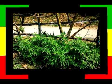 piojos y liendres crew... enciendelo