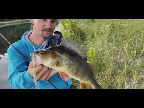 Barsch Angeln am Kanal mit Twitchbait | Wobbler