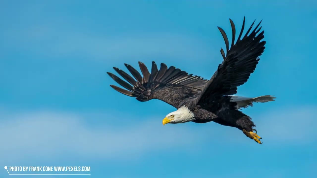 Flying Eagles